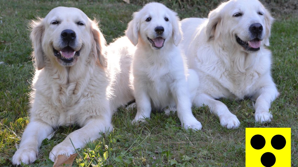 Unterstützung Blindenhund